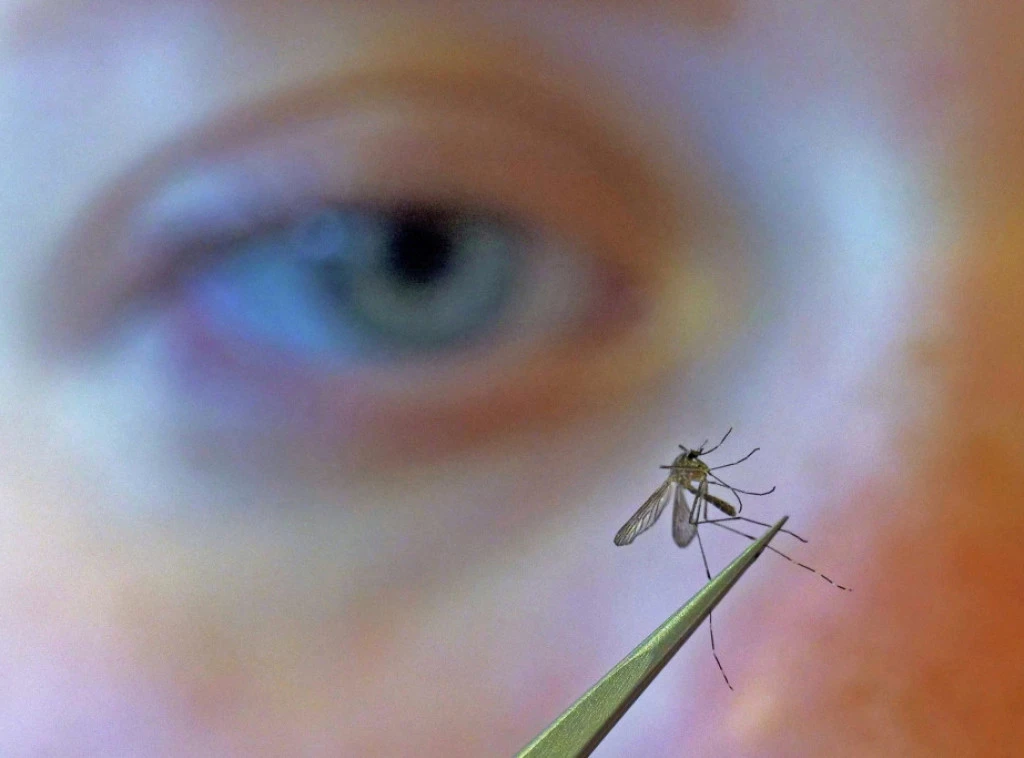 415262_west-nile-virus_f.webp