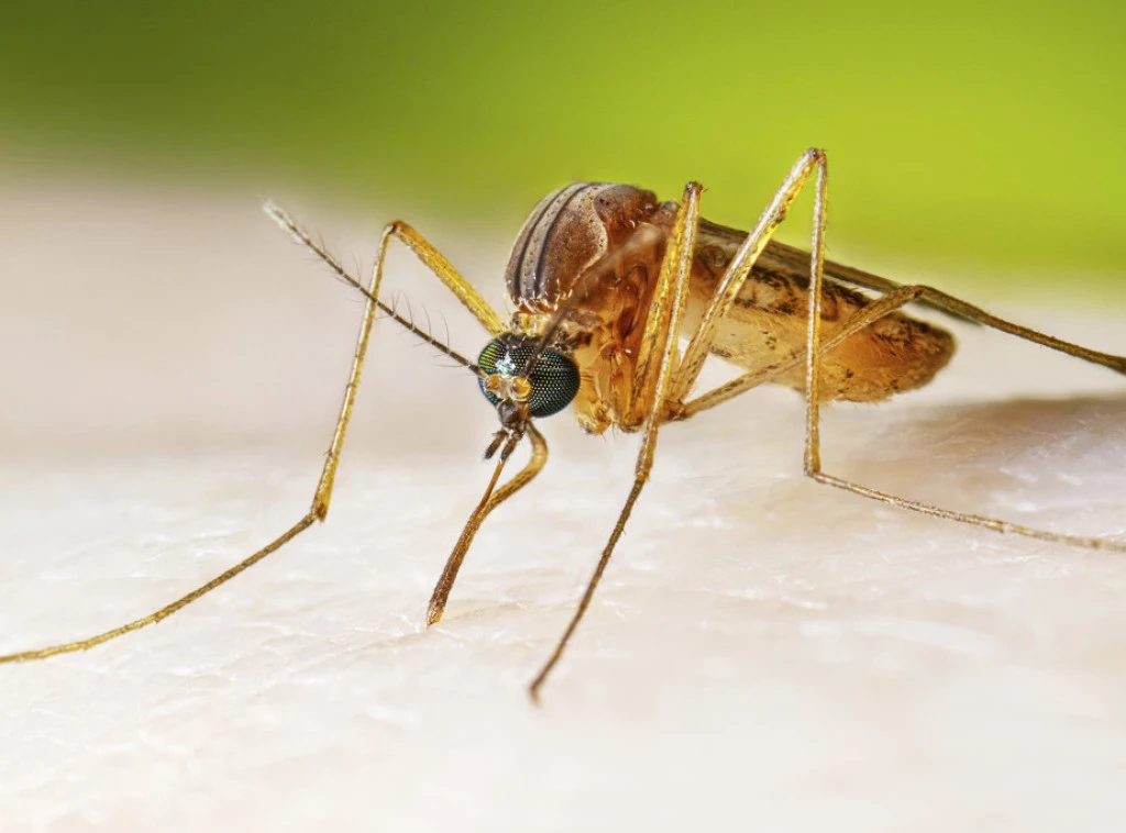 294387_west-nile-virus_f.webp